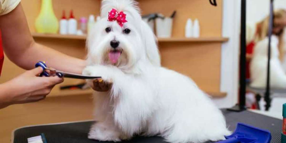 India Pet Grooming Products Market Size, Share & Growth