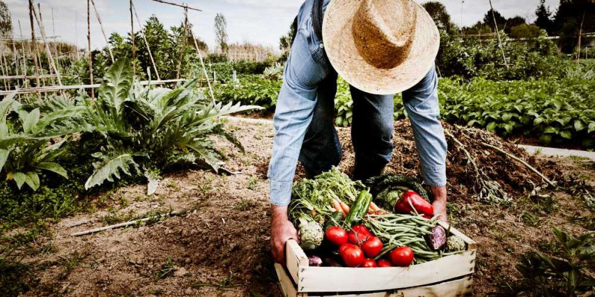 The Beginner’s Guide to Starting Your Own Vegetable Garden